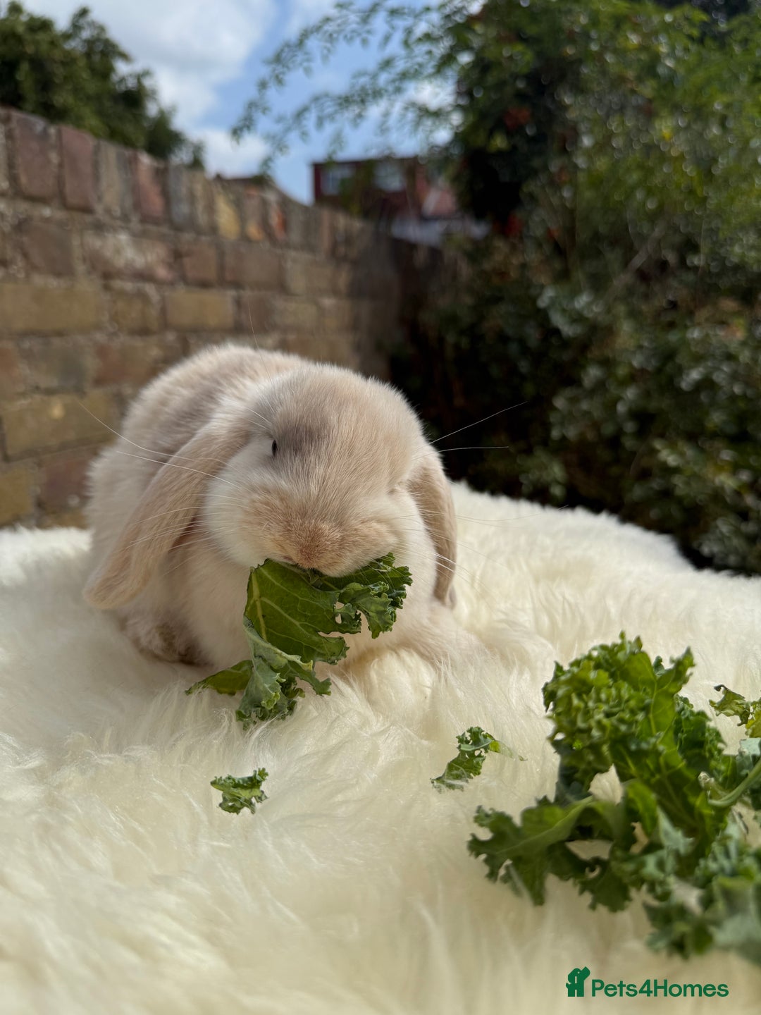 Mini Lop rabbits for sale: Pure Bred Mini Lops For Sale  - Image 8