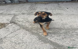 Huntaway dogs for sale: Two lovely young bitches 👀🏡 - Image 4