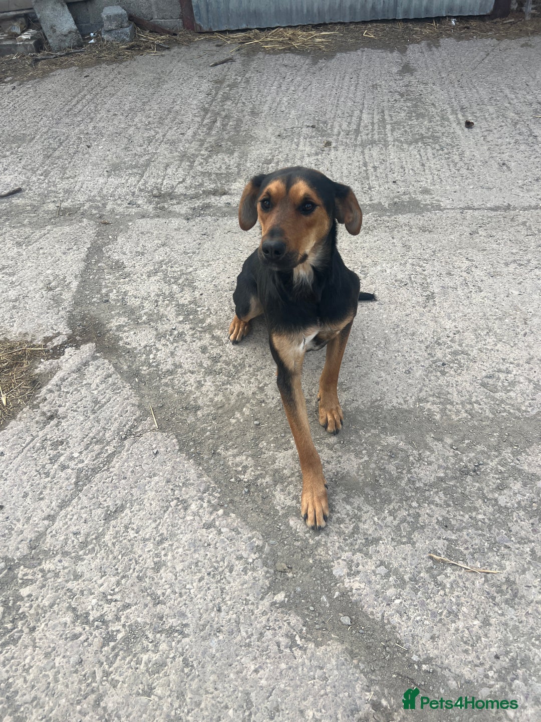 Huntaway dogs for sale: Two lovely young bitches 👀🏡 - Image 4