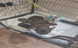 French Bulldog dogs for sale: French bulldog puppys - Image 9