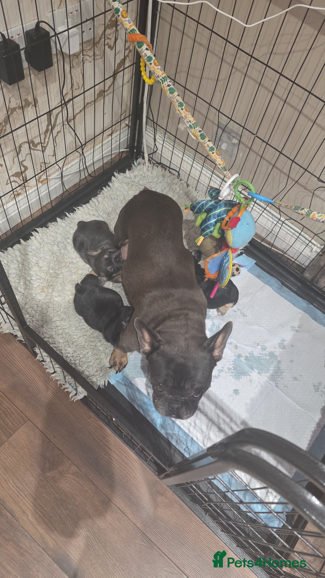 French Bulldog dogs for sale: French bulldog puppys - Image 9