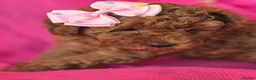 Toy Poodle dogs for sale: Toy Poodle  - Advert 23