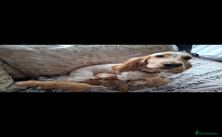 Cockapoo dogs - Advert 8