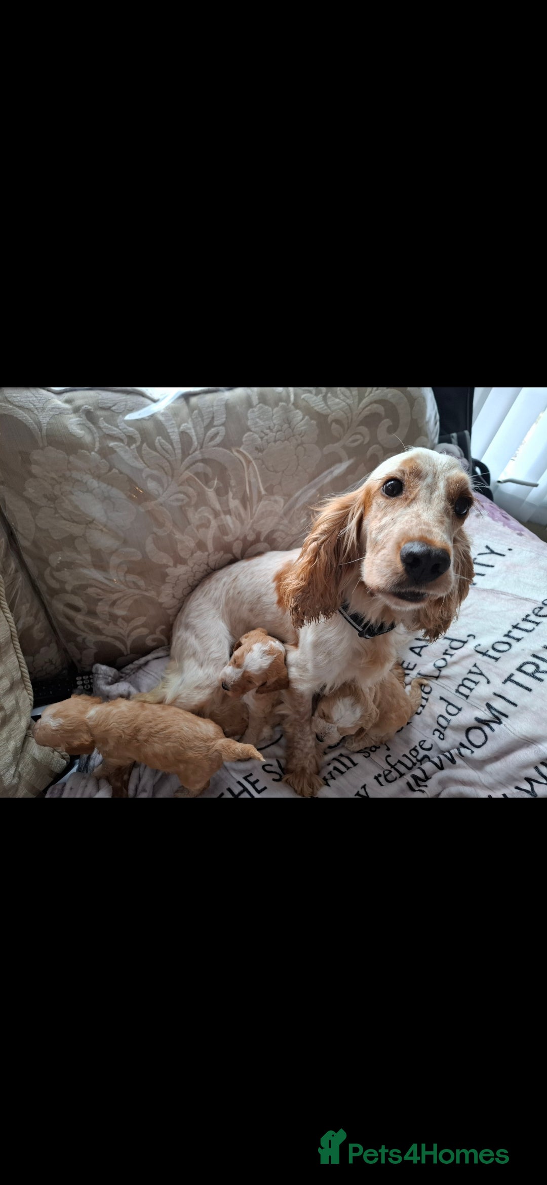 Cockapoo dogs for sale: Beautiful F1 Cockapoo puppies  - Image 1