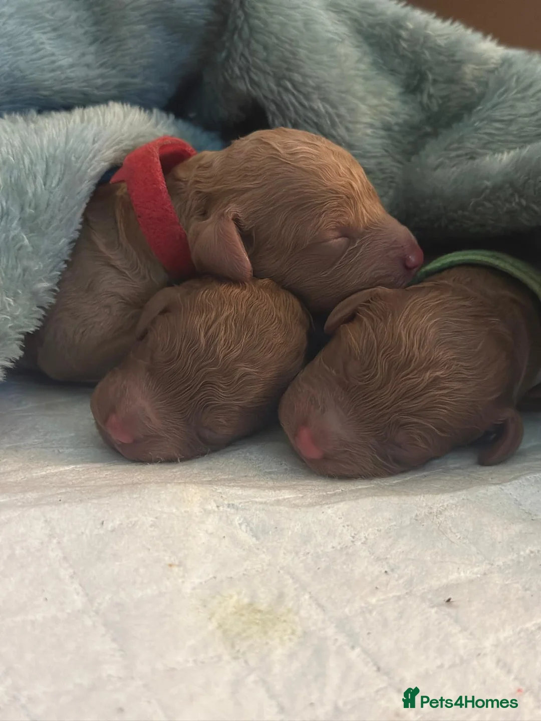 Miniature Poodle dogs for stud: Red KC registered miniature poodle - Health tested in Livingston - Advert 20