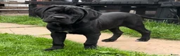 Cane Corso dogs for sale: Cane Corso Female Puppy, Grand Champion Bloodline - Advert 3