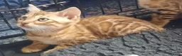 Bengal cats for sale: Stunning litter of brown rosetted Bengal cubs  - Advert 13