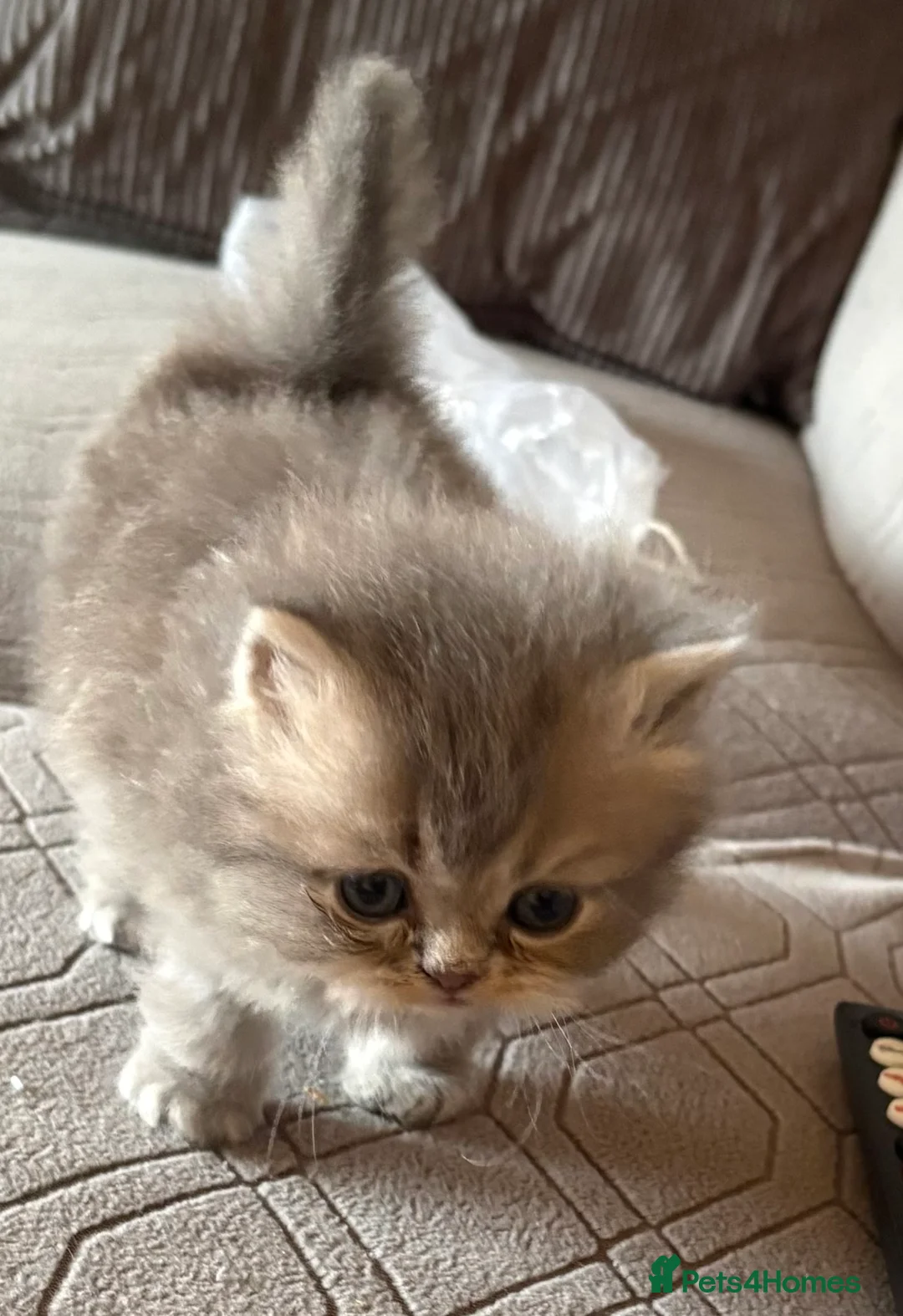 Persian cats for sale: Two gorgeous playful male kittens - Advert 13
