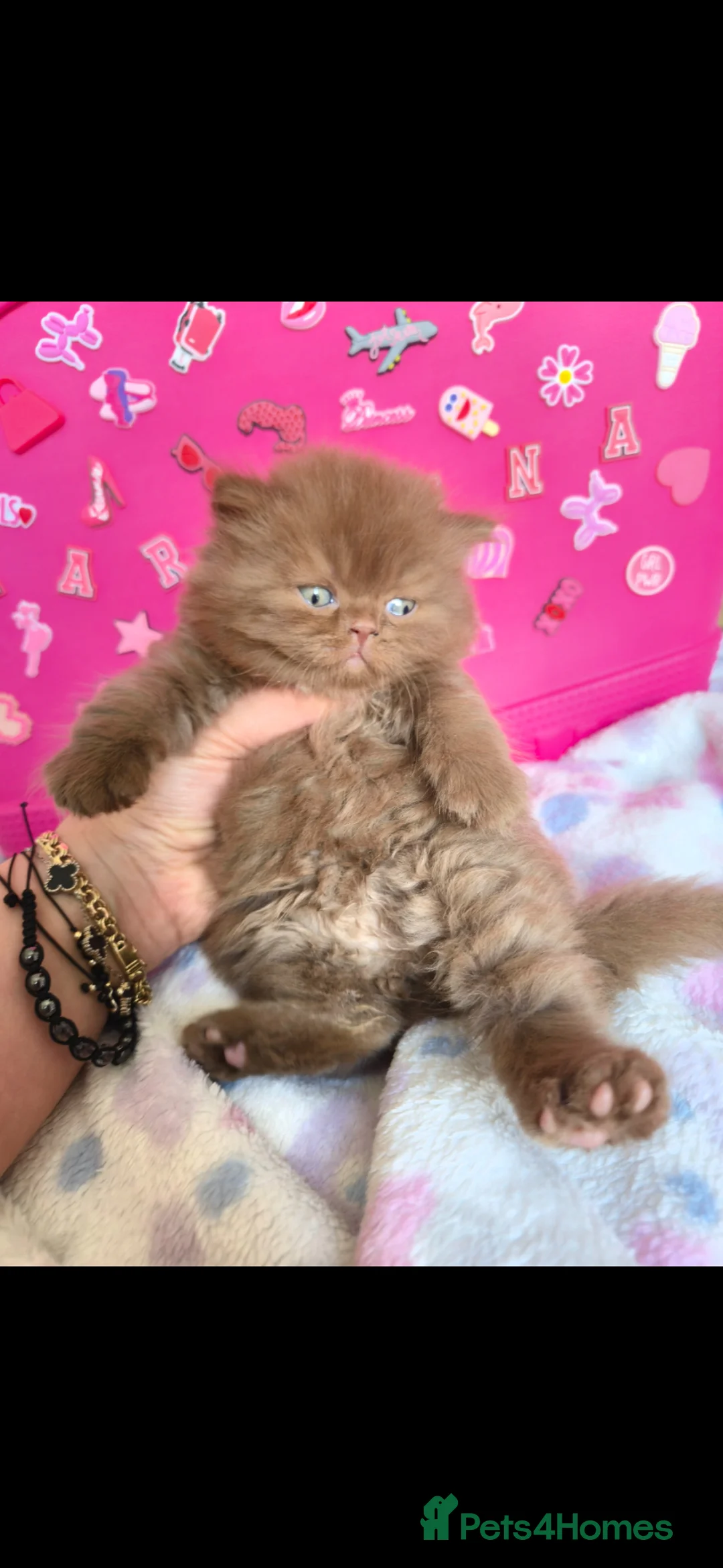 British Shorthair cats for sale: 🐻CINAMON FLUFFY BOY,LILAC BOY  🐻🐻 - Advert 2