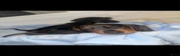 Miniature Dachshund dogs for sale: Miniature dachshund puppies  - Advert 4
