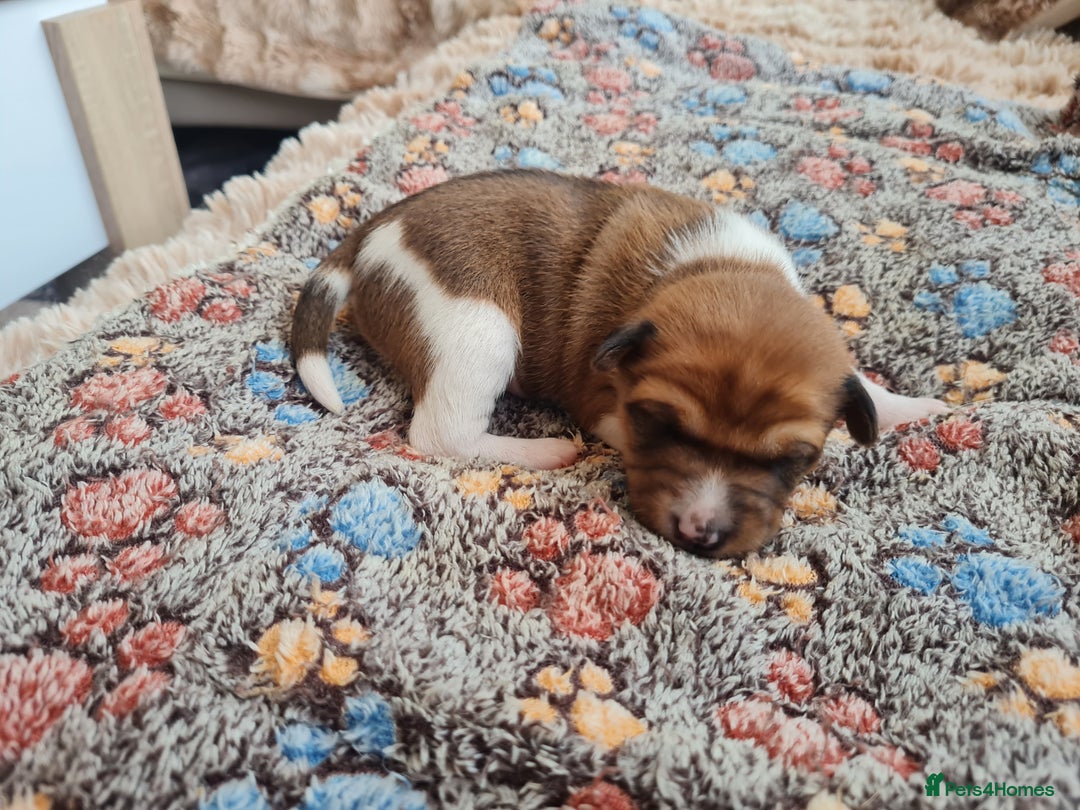 Basenji dogs for sale: ✨ Purebred Basenji Puppies all reserved now!✨ - Advert 8