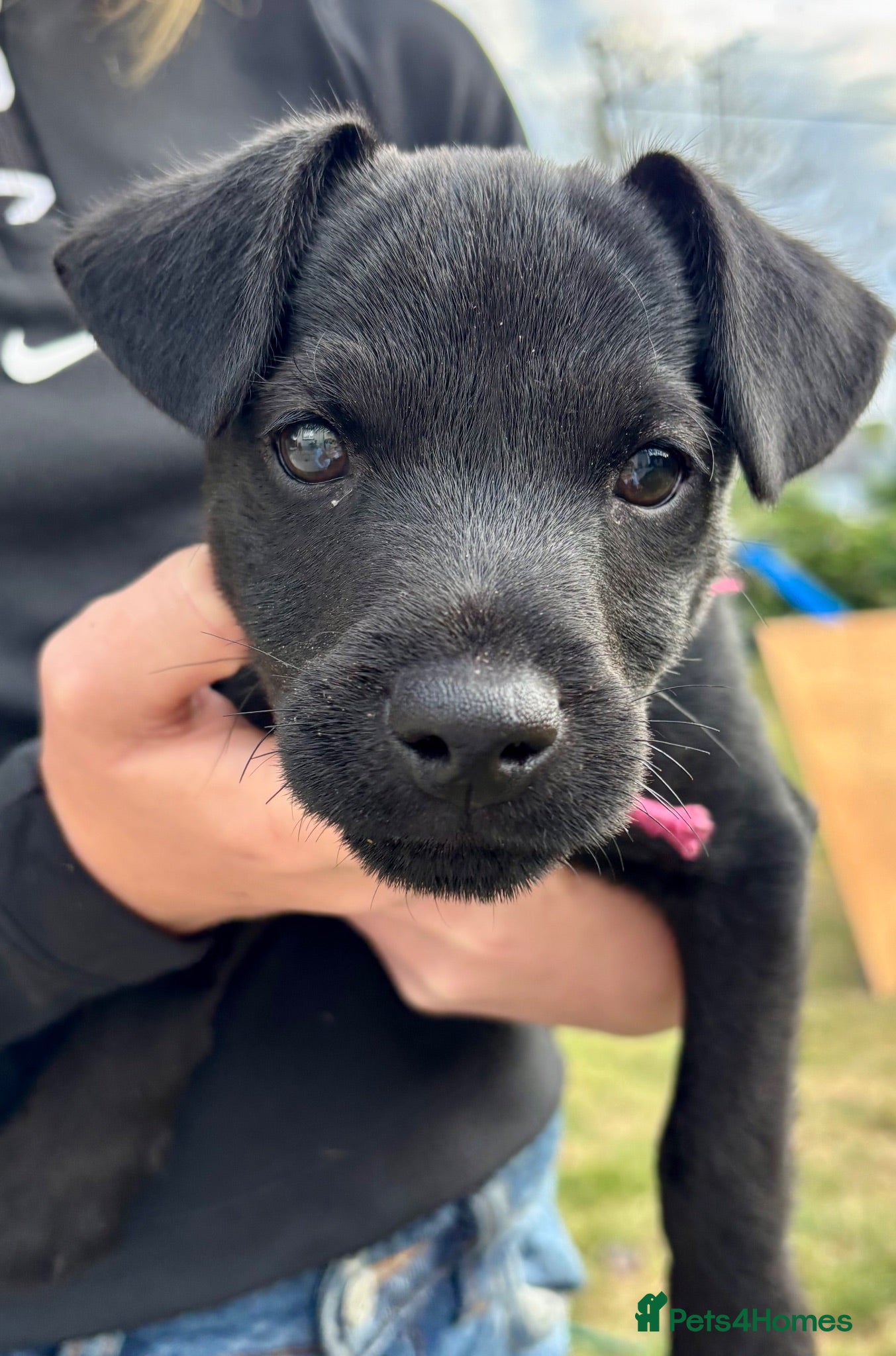 Patterdale Terrier dogs Patterdale puppies for sale - Advert 13