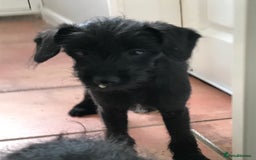 Mixed Breed dogs for sale: Bedlington whippet Italian grayhound x  - Advert 13