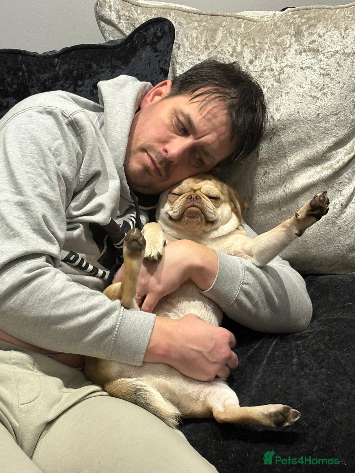 Pug dogs Pug 11 months old great character  - Advert 9