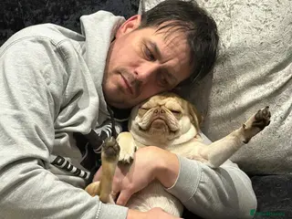 Pug dogs Pug 11 months old great character - Advert 9