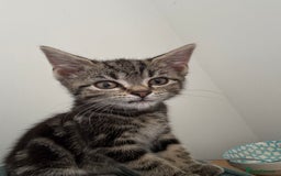 Mixed Breed cats for sale: cute kitten fast rehoming  (free) - Image 4