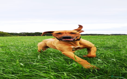 Rhodesian Ridgeback dogs for sale: Exquisite litter Rhodesian Ridgebacks - Image 13