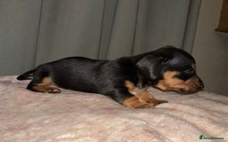 Dachshund dogs for sale: Dachshund puppies  - Image 3