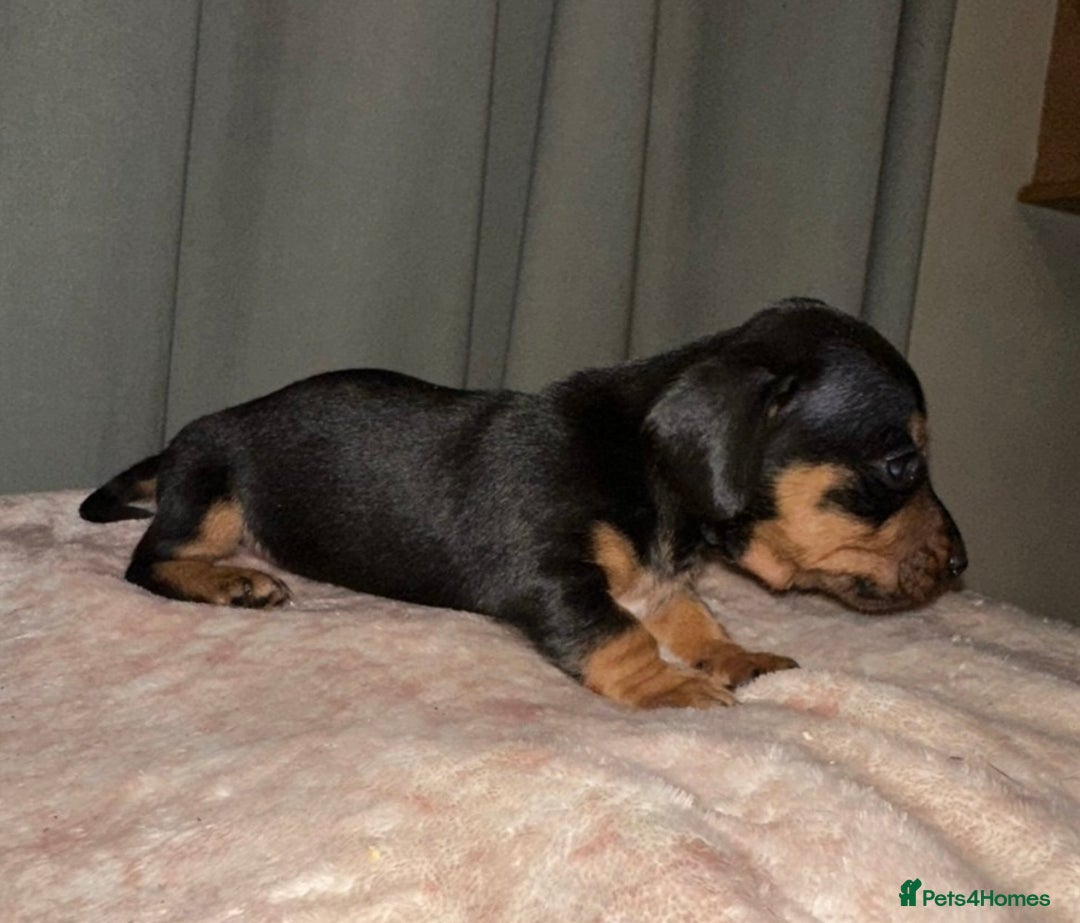 Dachshund dogs for sale: Dachshund puppies  - Image 3