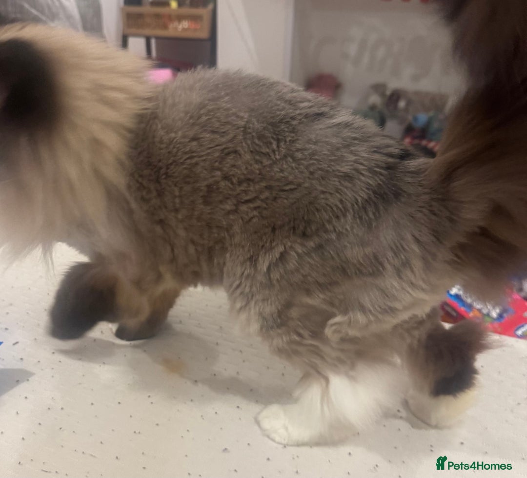 Ragdoll cats for sale: Beautiful Ragdoll female  - Advert 6