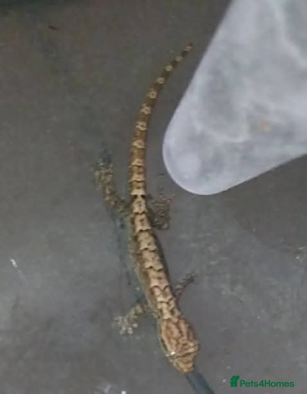 Gecko reptiles for sale: Mourning geckos. - Advert 29