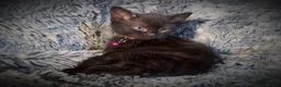 Mixed Breed cats for sale: 9 beautiful friendly kittens - Advert 21