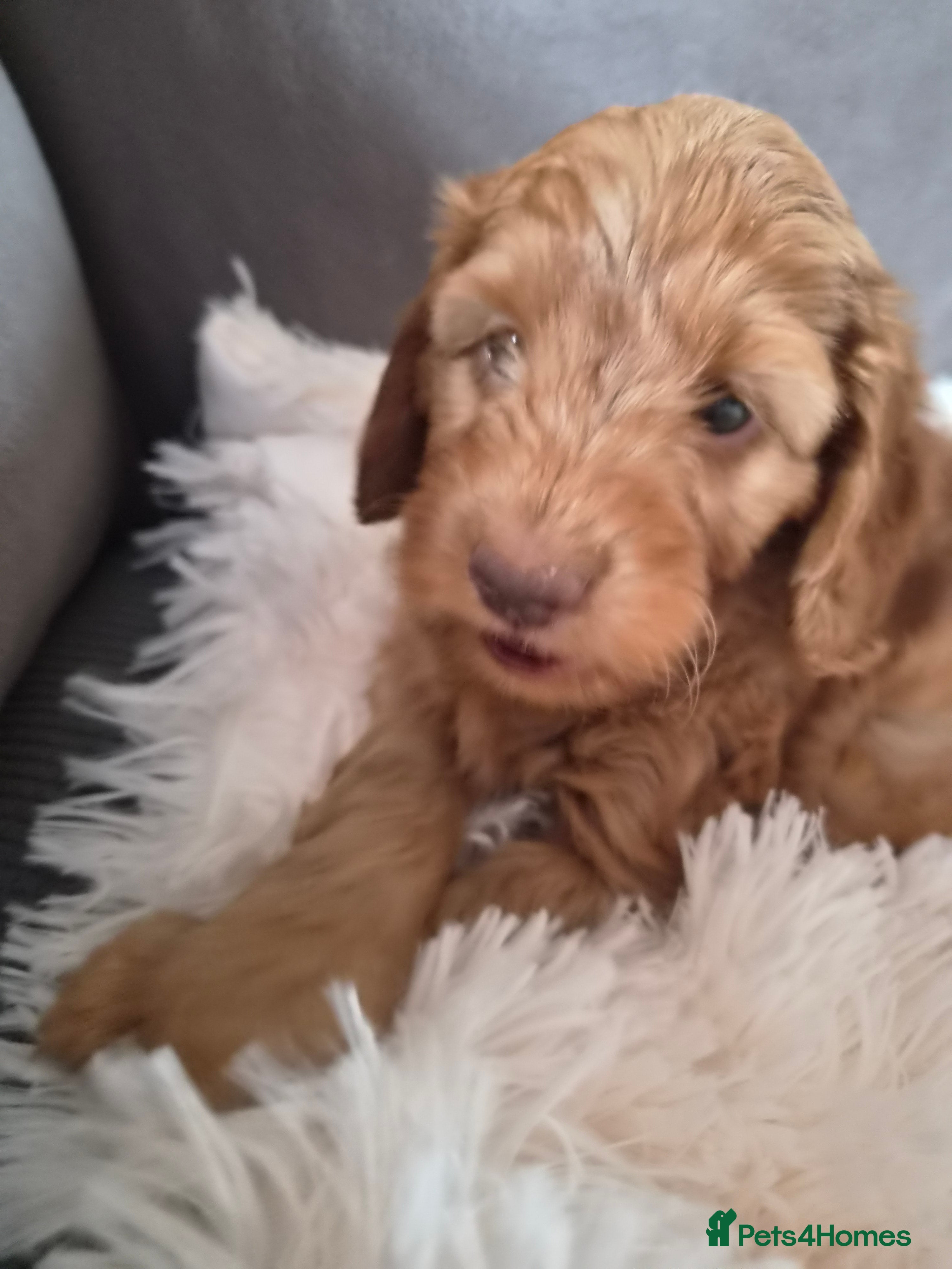 Cockapoo dogs Last male cockapoo READY NOW - Advert 1