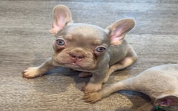 French Bulldog dogs for sale: ‼️ READY TO LEAVE NOW -3 French bulldog pups left! in Ripley - Image 11