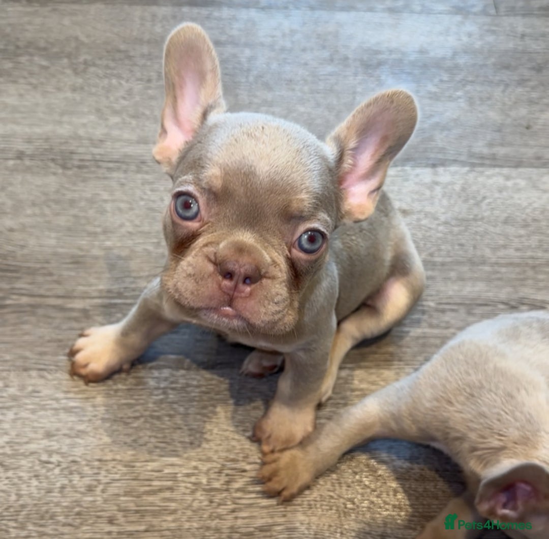 French Bulldog dogs for sale: ‼️ READY TO LEAVE NOW -3 French bulldog pups left! in Ripley - Image 11