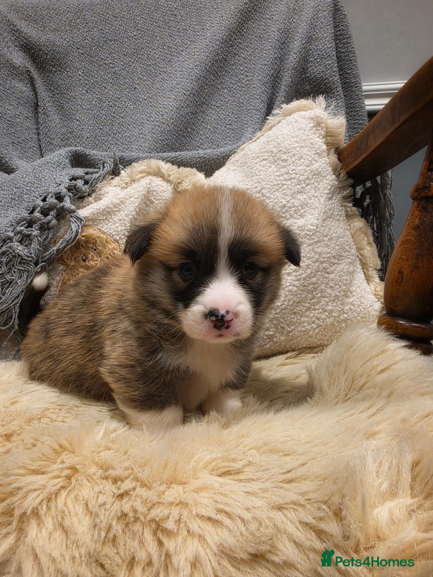 Welsh Corgi Pembroke dogs 1 boy left🐾💙DNA HEALTH TESTED PARENTS🧬 - Advert 2