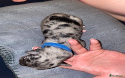 Mixed Breed dogs for sale: Mixed breed puppies READY TO GO! - Image 27