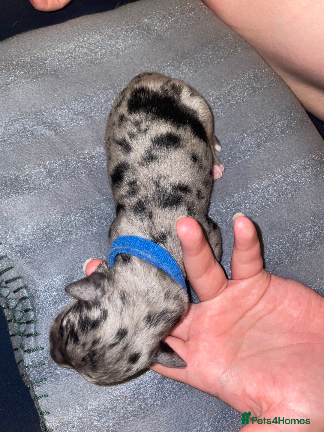 Mixed Breed dogs for sale: Mixed breed puppies READY TO GO! - Image 27