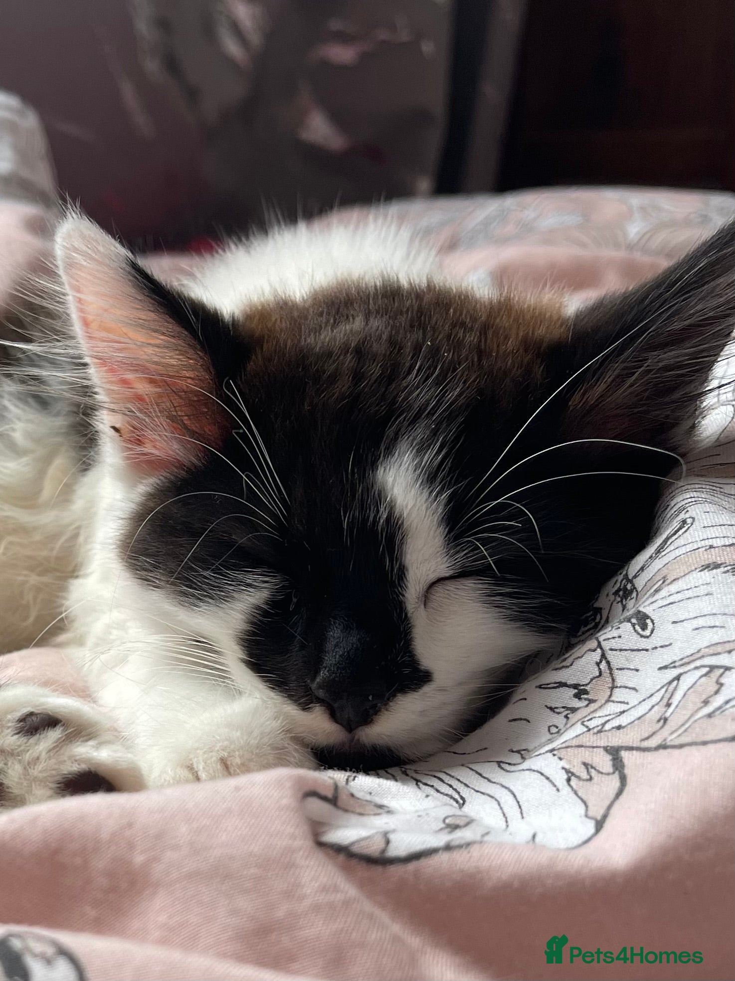 Mixed Breed cats for sale: Boy Kitty  - Advert 1