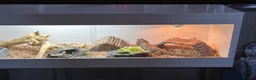 Bearded Dragon reptiles for sale: Male bearded dragon in Gainsborough - Advert 2