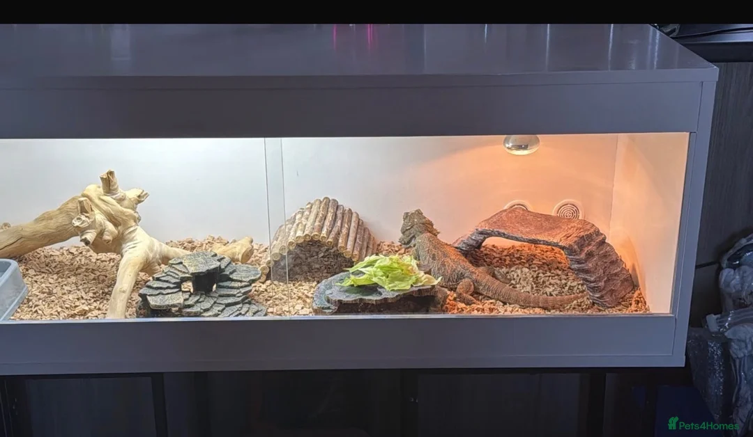 Bearded Dragon reptiles for sale: Male bearded dragon in Gainsborough - Advert 2