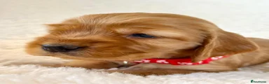 Red collar girl Cocker Spaniel 5