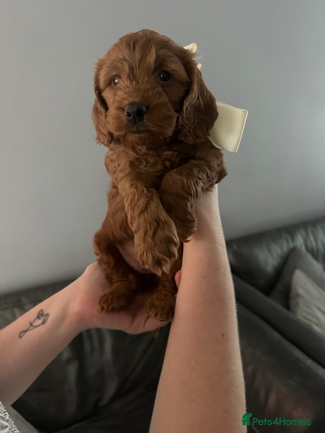 Cockapoo dogs for sale: Cockerpoo puppies  - Advert 7