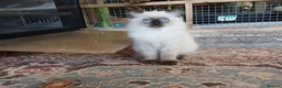 Ragdoll cats for sale: Female ragdoll kitten - Advert 2