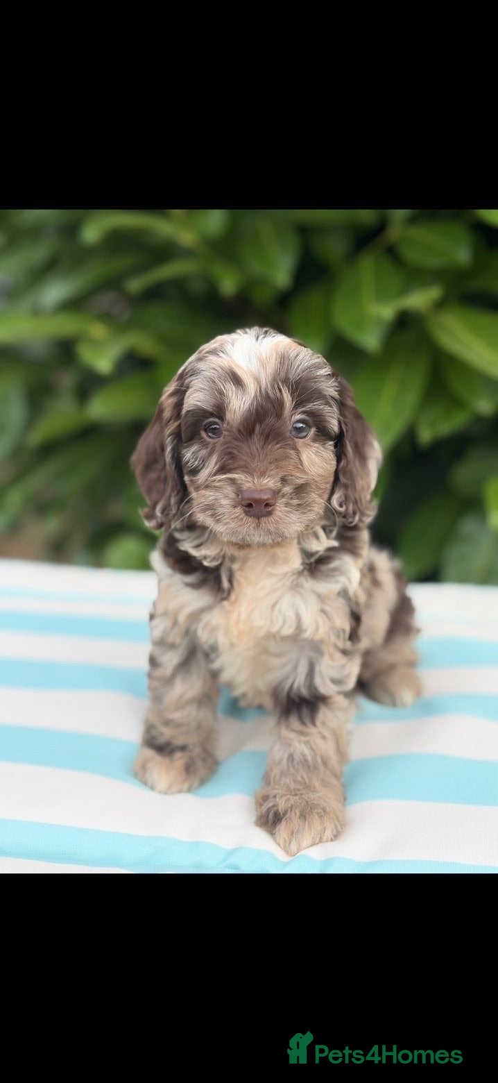 Cockapoo dogs Cockapoo males and females  - Advert 4
