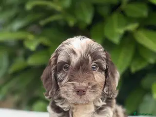 Cockapoo dogs Cockapoo males and females - Advert 4