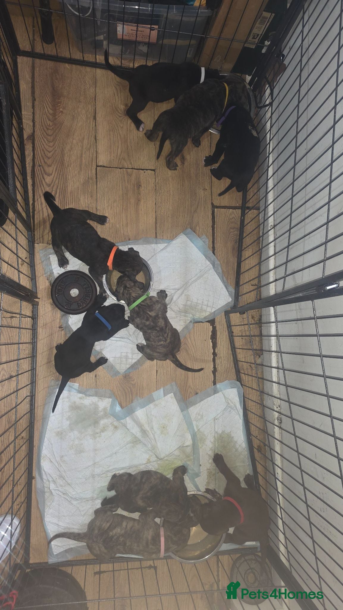 Mixed Breed dogs for sale: Pressa canario x American p bully pups  - Advert 1