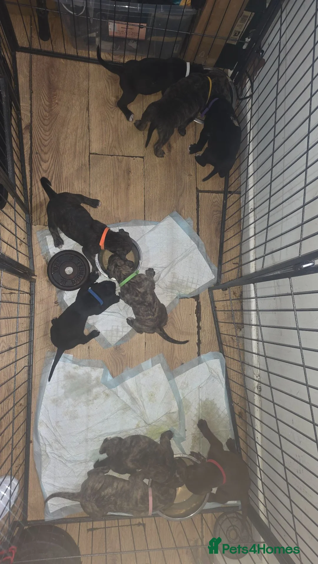 Mixed Breed dogs for sale: Pressa canario x American p bully pups  - Advert 1