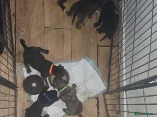 Mixed Breed dogs for sale: Pressa canario x American p bully pups - Advert 1