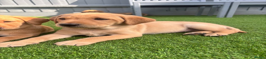 Labrador Retriever Puppy 3