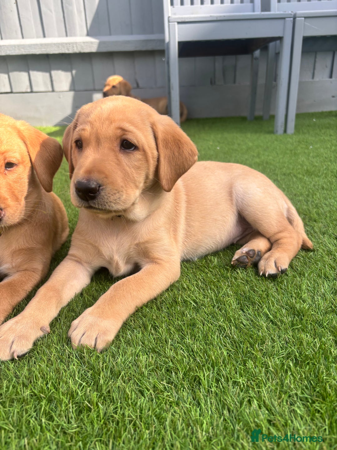 Labrador Retriever dogs for sale: Exceptional KC FTCH Working Labrador Pups - Image 23