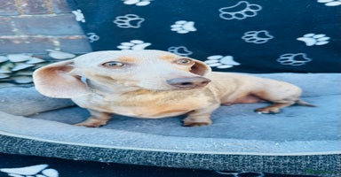 Miniature Dachshund dogs - Advert 15