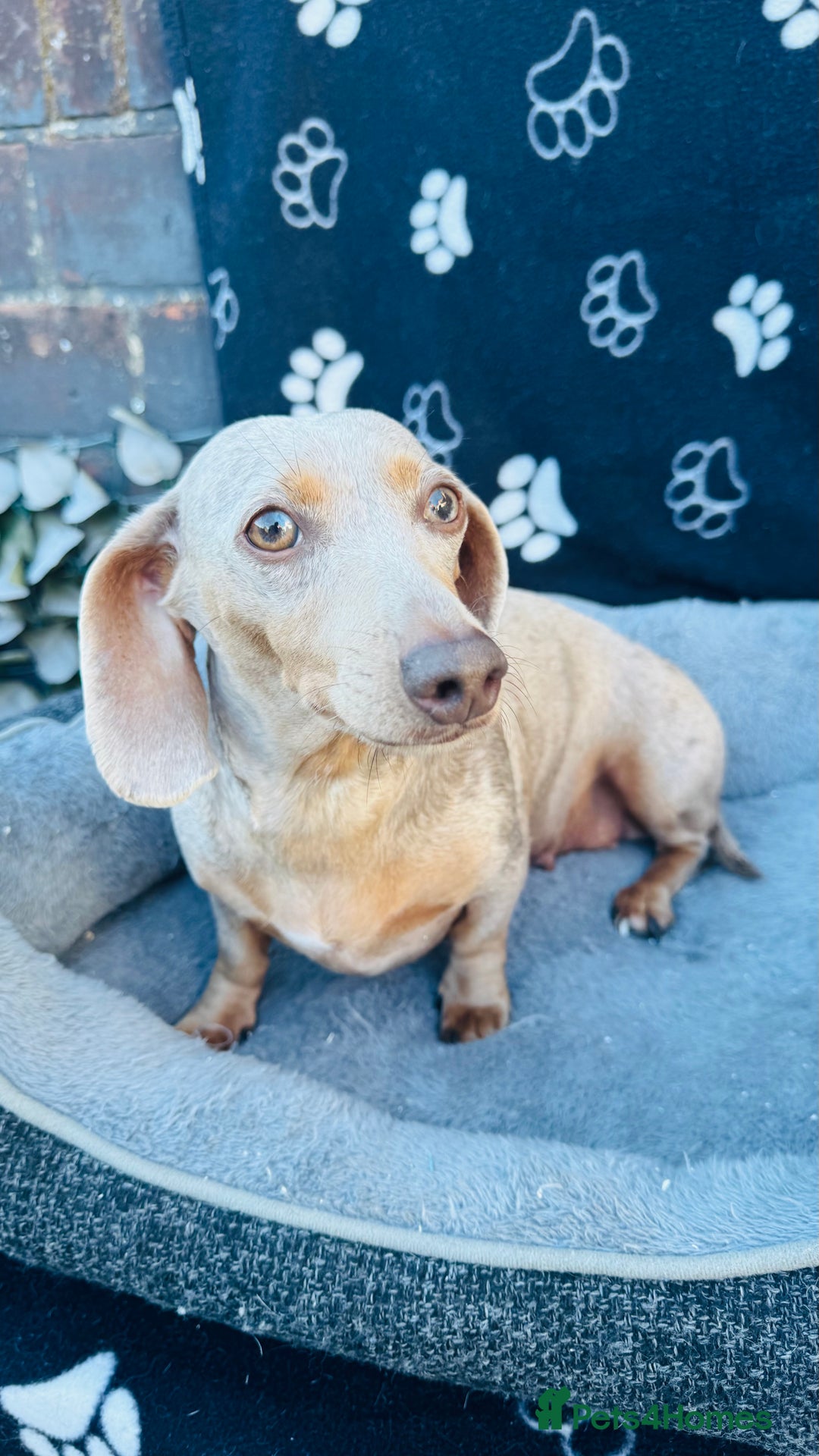 Miniature Dachshund dogs for sale: Miniature Dachshund - KC reg - Image 2