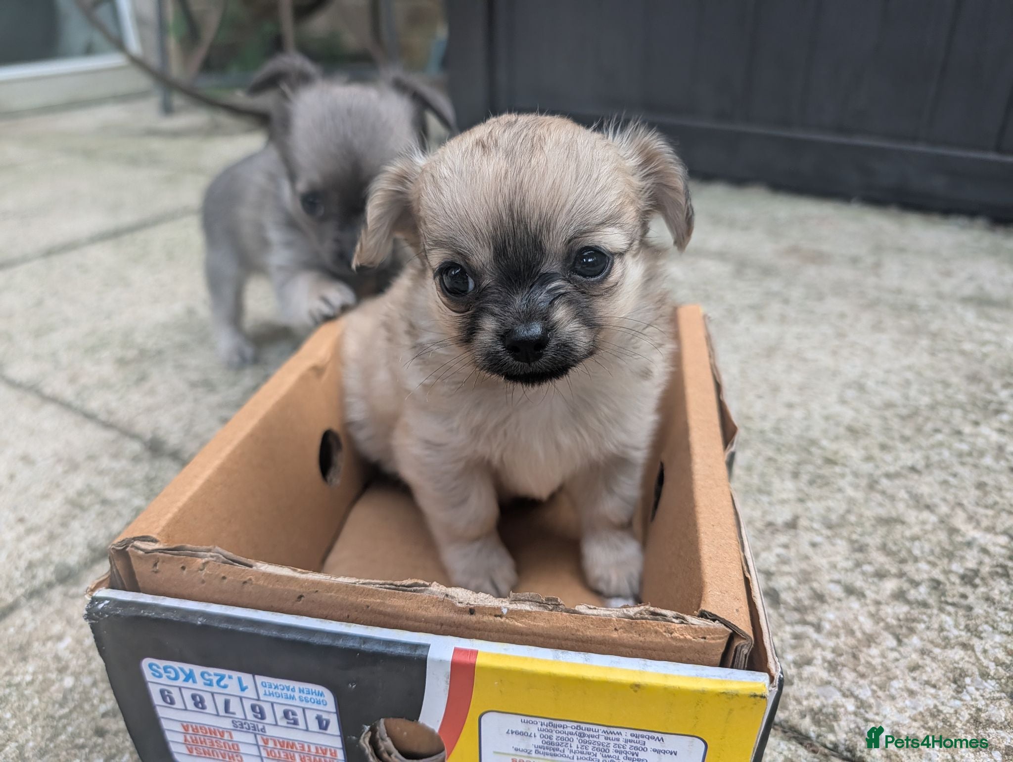 Chihuahua dogs beautiful mate chihuahua pup - Advert 13
