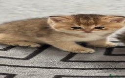 Scottish Fold cats for sale: Scottish Fold Kittens – Ready for New Homes  - Image 7