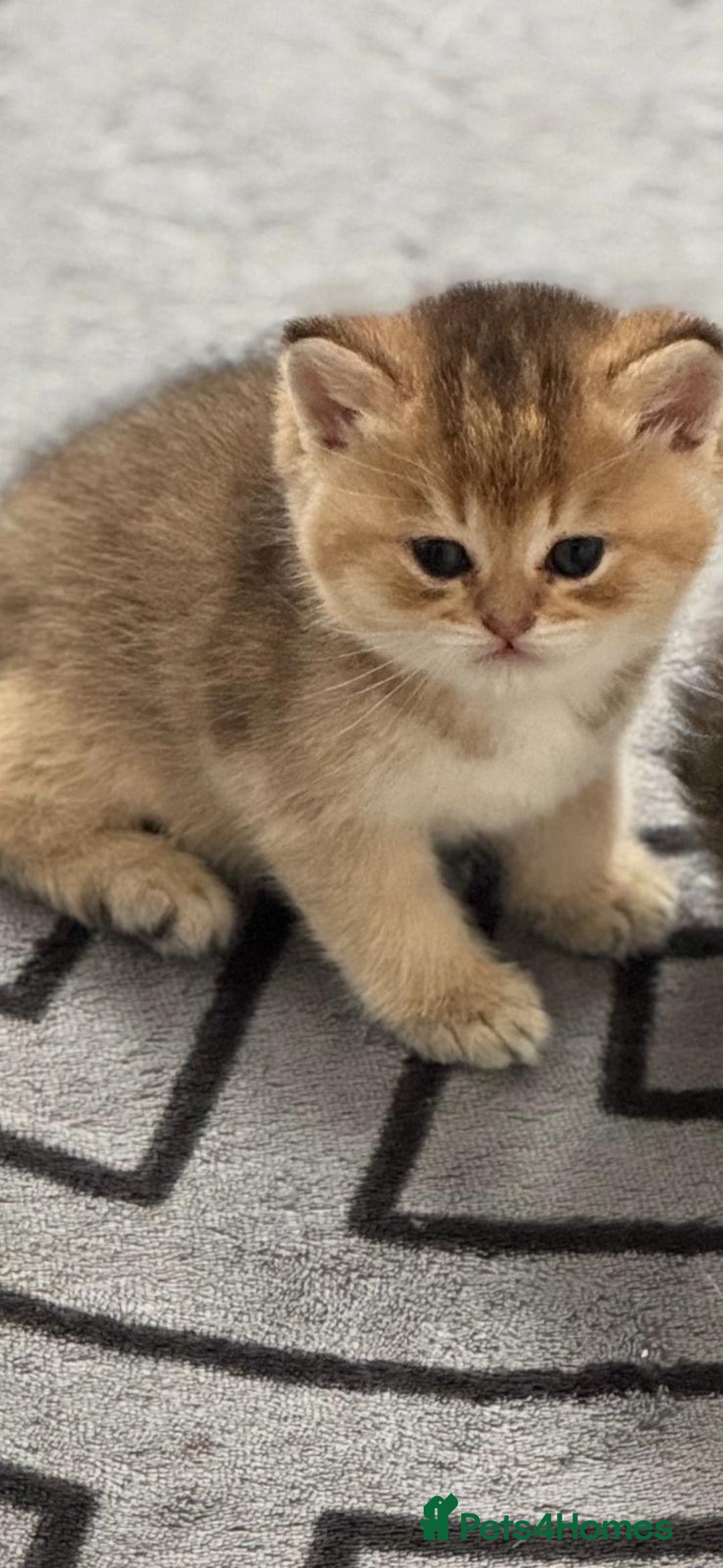 Scottish Fold cats for sale: Scottish Fold Kittens – Ready for New Homes  - Image 7